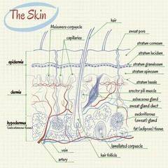 Skin Anatomy