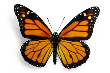 Monarch (Danaus plexippus), a migrant butterfly - obrazy, fototapety, plakaty