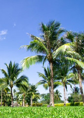 Fototapeta na wymiar Green palm tree
