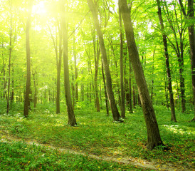 Obraz premium forest