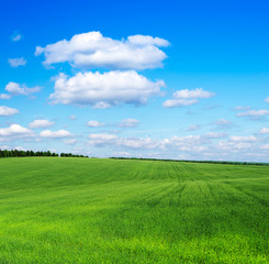 Obraz premium green field