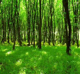 forest trees
