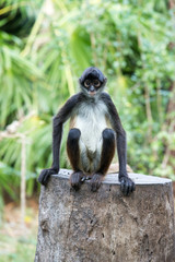 Spider monkey