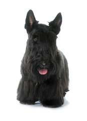 scottish terrier