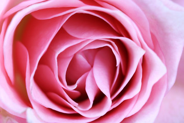 Beautiful pink rose close up