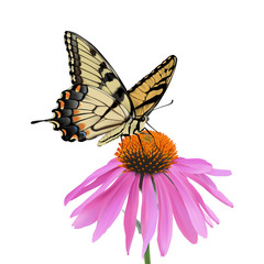 Swallowtail Butterfly and Coneflower