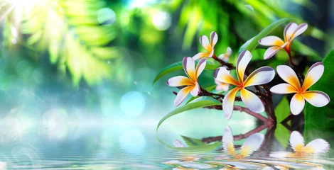 Zelfklevend Fotobehang Zen zentuin met frangipani en damp op water