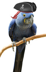 Cool and unusual pirate parrot bird portrait - 79710924
