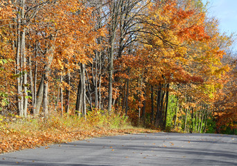 Obraz premium Country road lined with tall trees with beautiful Autumn colors