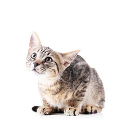 Cute kitten isolated on white