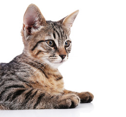 Obraz premium Portrait of kitten isolated on white