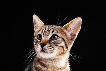 Portrait of stripped kitten on black background
