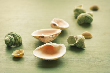 Seashells Background