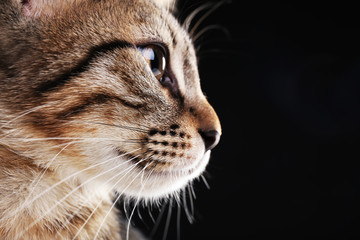 Portrait of stripped kitten on black background