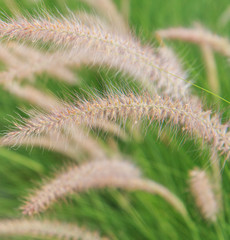 Reeds of grass