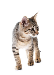 Cute kitten isolated on white