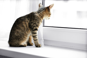 Kitten sitting on windowsill, closeup