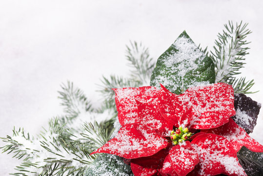 Christmas plant and Christmas tree under snow