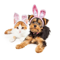 Easter Bunny Yorkshire Puppy and Kitten
