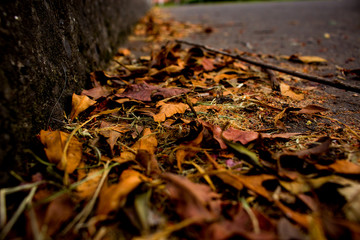 Dry leaves5