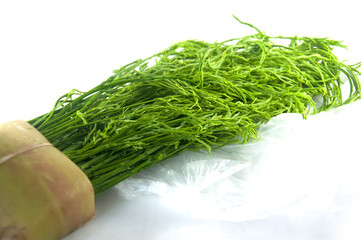 Climbing Wattle or Acacia pennata vegetables eat leaves and has