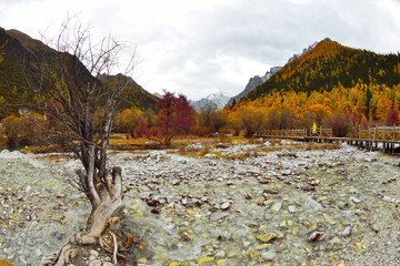 Meadow Chong Gu in Yading
