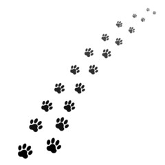 footprints of dog