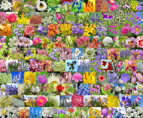 Садовые цветы