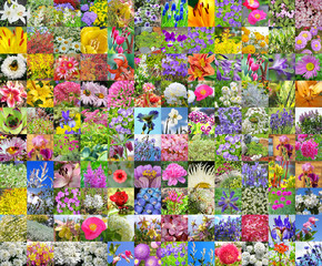 Декоративные садовые цветы. Коллаж