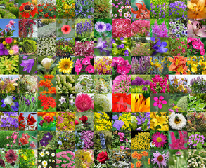Коллаж из квадратных фотографий декоративных цветов