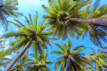 Palm treeі with sunny day. Thailand, Koh Samui island.