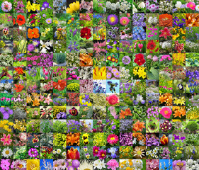 Коллаж из квадратных фотографий декоративных цветов