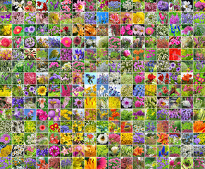 Садовые декоративные цветы. Коллаж из квадратных фотографий