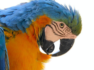 parrot bird animal  head