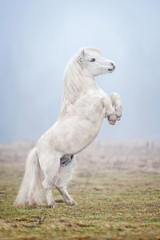 Obraz na płótnie Canvas White shetland pony rearing up in the fog