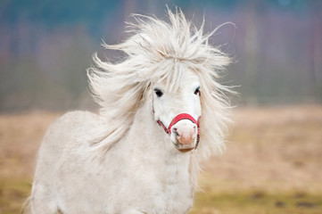 Portrait of white shetland pony with long mane