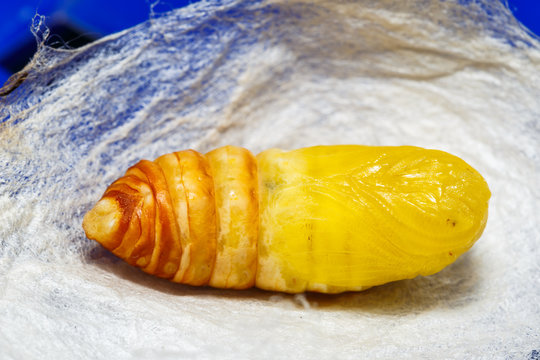 Molted Pupa Of Atlas Moth From Caterpillar Stage