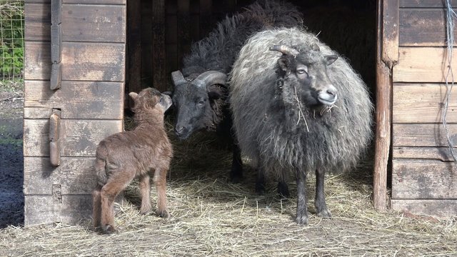 Skudden mit L&auml;mmchen vor dem Stall im Stroh