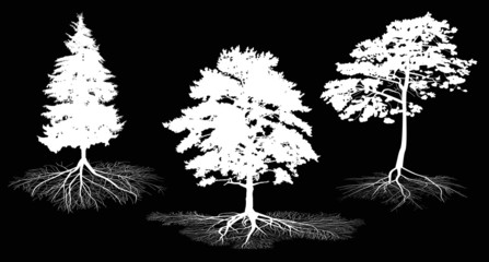 Fototapeta premium three white tree silhouettes with roots