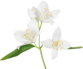 Fototapeta na wymiar illustration with isolated white jasmin blossoming branch