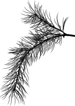 black pine tree branch isolated sketch illustration