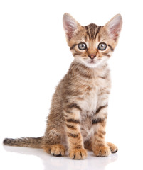 Obraz premium striped kitten