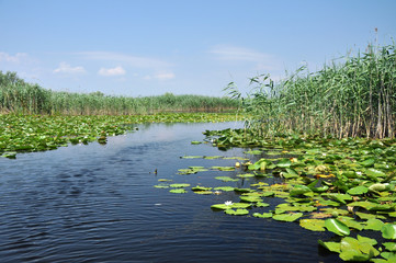 Obraz na płótnie Canvas Lake with water lilies in the Danube delta, Romania