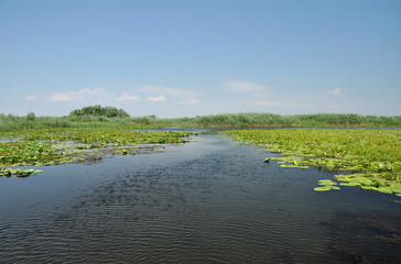 Lake with water lilies in the Danube delta, Romania
