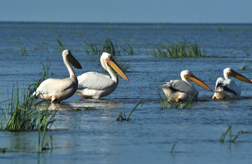 Pelicans in the Danube delta