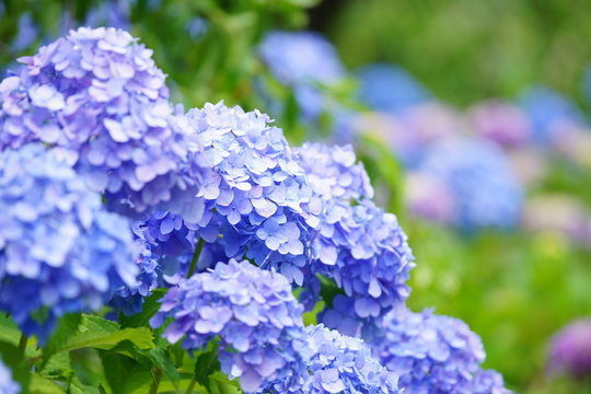 初夏 和花 咲く 夏 夏イメージ の画像 1 件の Stock 写真 ベクターおよびビデオ Adobe Stock 初夏 和花 咲く 夏 夏イメージ の画像 1 件の Stock 写真 ベクターおよびビデオ Adobe Stock