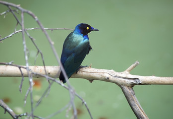 Скворец пурпурный блестящий.