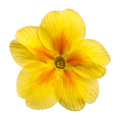 Fototapeta na wymiar Yellow Primula