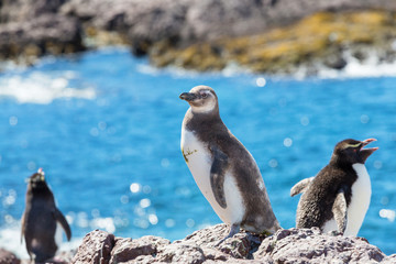 Fototapeta premium Penguin