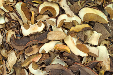 Getrocknete Waldpilze